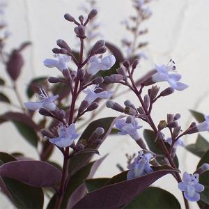 庭木・植木：オリーブ（シプレッシーノ）*樹高150cm 現品限り 大型