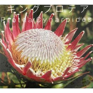 キングプロテア 切り花 花 ガーデニング の商品一覧 通販 Yahoo ショッピング