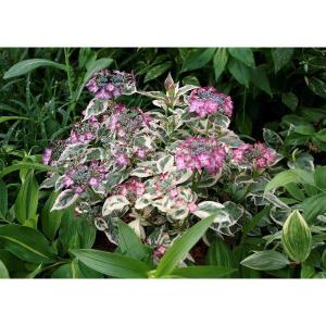 ピンクのガクアジサイ 花の苗 の商品一覧 苗 花 ガーデニング 通販 Yahoo ショッピング