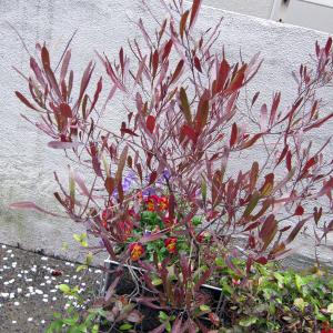 庭木 ドドナエアの商品一覧 通販 Yahoo ショッピング