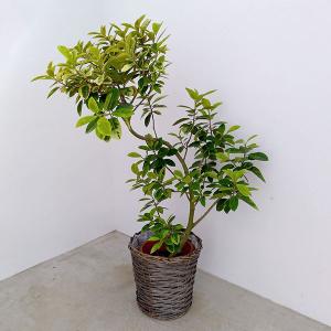 ITANSE 観葉植物 ツピタンサス 7号鉢 1本立ち 1個 人気 大型 おしゃれ
