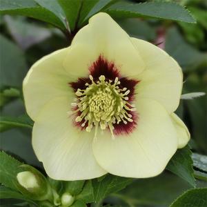 クリスマスローズ開花株 DD紅白の輝き 129 現品限り : 金井園芸 - 通販