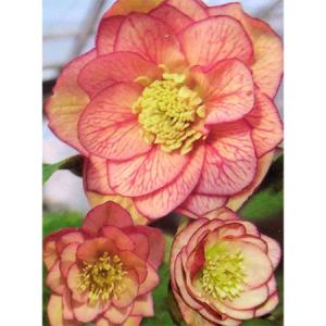 曽田園芸さんのクリスマスローズ ダブルアプリコット系3.5号ポット