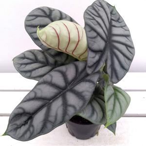 アロカシアセット 吉本花城園 【セール品】超お得セット！アロカシア 5品種