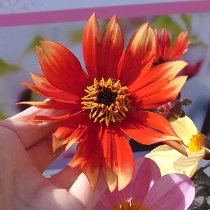 ダリア切り花の商品一覧 通販 Yahoo ショッピング