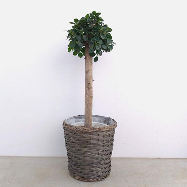 観葉植物/パンダガジュマル　8号鉢植え 幹細め 高さ約90cm　VA8バスケット入り 送料無料