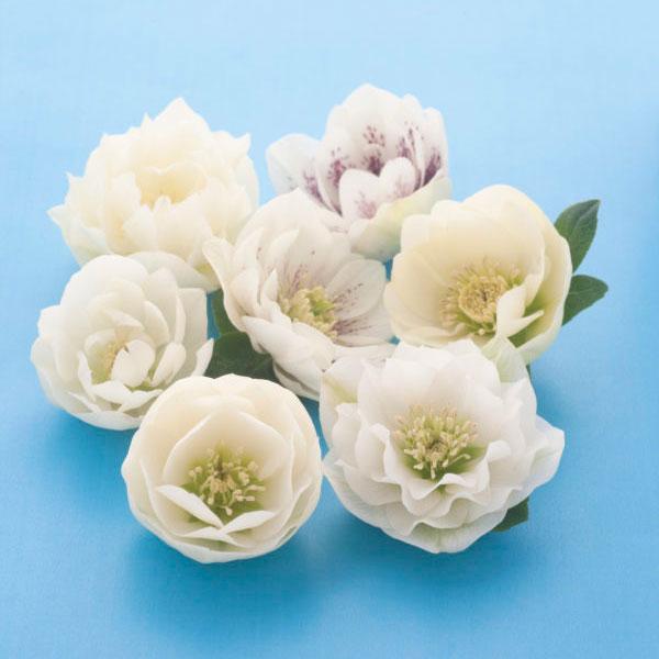 松村ナーセリーさんのクリスマスローズ：ダブルホワイト系3号ポット