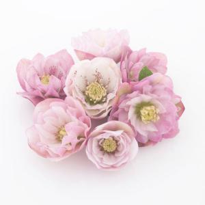 多肉植物 oriミックスベリア No.032 眠り姫 おらいさん苗 送料無料