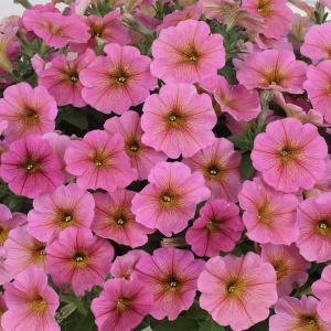 草花の苗 ペチュニア×カリブラコア ビューティカル(R)サンレイピンク3.5号ポット 雨に強く晩秋まで咲くサカタのタネ育成種