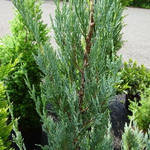 コニファー ブルーエンジェル 常緑樹の植木 庭木 の商品一覧 苗木 植木 花 ガーデニング 通販 Yahoo ショッピング