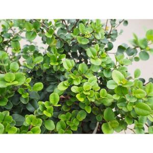 世界一重い木 リグナムバイダ（リグナムバイタ） 2号ポット苗 実生