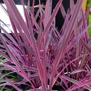 コルジリネ チャーリーボーイ 5号ポット苗 : 苗木部 花ひろば