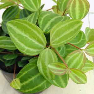 ヤシの木 カナリーヤシ フェニックス 5号ポット苗 : 苗木部 花ひろば