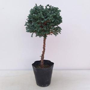 コニファーの商品一覧 通販 Yahoo ショッピング