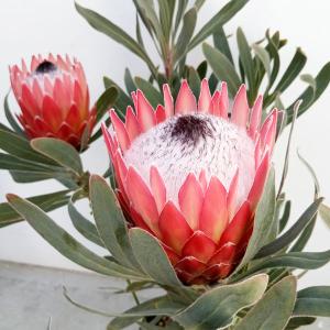 テロペア・スペシオシマ（スペシオシッシマ）6寸鉢植え : 日本花卉