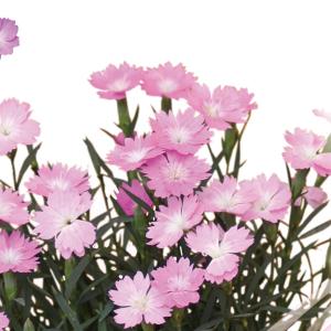 ナデシコ さくら 花 ガーデニング の商品一覧 通販 Yahoo ショッピング