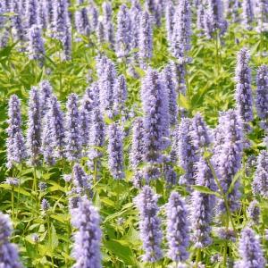 多肉植物：フィロボルス ラビエイ*14cm 現品 一品限り : 遊恵盆栽