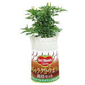 野菜の苗/めちゃラク！ (R) トウガラシ栽培セットの商品画像