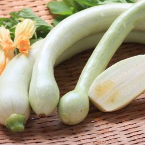 野菜の苗 鎌倉マルシェ ズッキーニ トランペットズッキーニ3号ポット