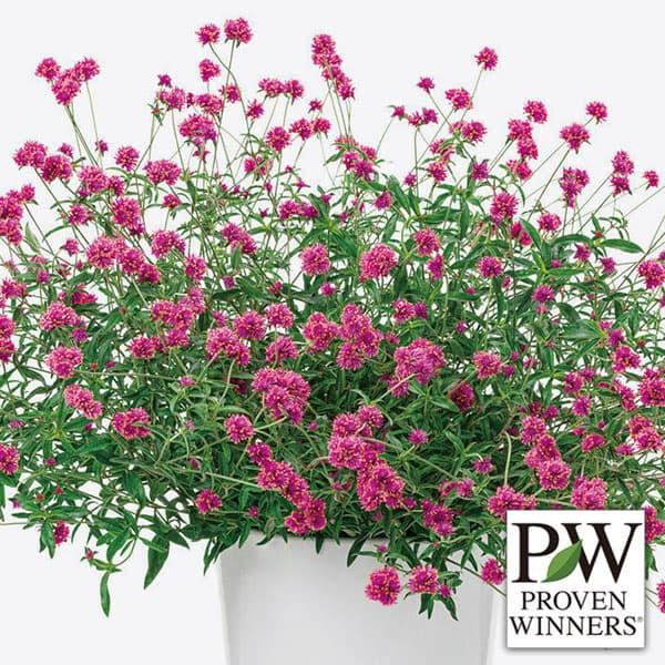 草花の苗 ゴンフレナ（千日紅） ラブラブラブ3号ポット