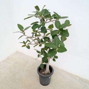 観葉植物/フィカス：ベンガレンシス　8号23-01