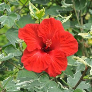 わらび 3.5号ポット苗 健康山菜 : 苗木部 花ひろばオンライン - 通販