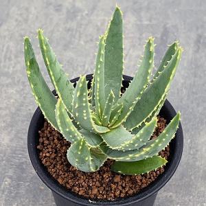 観葉植物 アロエ ラモシシマ 6号25-02 : 園芸ネット - 通販 - Yahoo