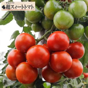 野菜の苗/トマト（中玉）：超スィートトマト接木苗3.5号ポット｜engei