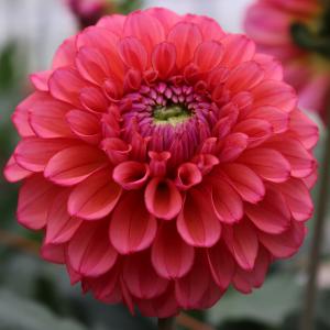 キャンディ キャンディ 球根 種芋 の商品一覧 花 ガーデニング 通販 Yahoo ショッピング