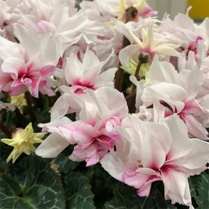 ★スタートセット★超シンプルにして最強【4096♫ヒマラヤwithローズ】❤️ シクラメン ローゼスローズ 薔薇咲き5号鉢 矢祭園芸開発品種 全国送料