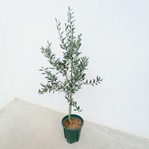 ユッカ ロストラータ ブルーベルベット （5寸鉢植え） : 日本花卉