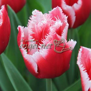 チューリップ カナスタ1球植え芽出し3号深ポット 2個セット