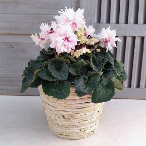 多肉植物：アガベ ピンキー*幅5cm 現品！一品限り : 遊恵盆栽 Yahoo