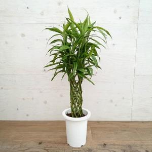 観葉植物 竹の商品一覧 通販 Yahoo ショッピング