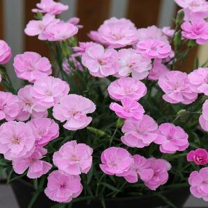 キクザキイチゲ八重咲き、ピンク 青花八重咲きキクザキイチゲ - 岩崎園芸ネットストア