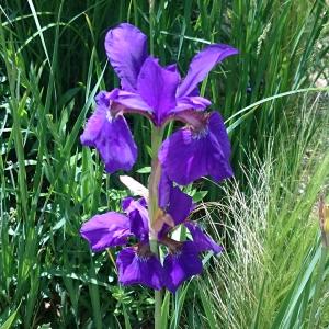 アイリス 紫花種3号ポット