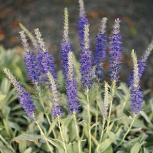 ベロニカ 花 白の商品一覧 通販 Yahoo ショッピング