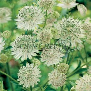 サボテン：テフロカクタス モリネンシス 妖鬼殿*全幅9cm : 遊恵盆栽