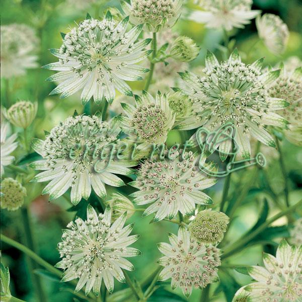 草花の苗 アストランティア スノースター3-3.5号ポット*