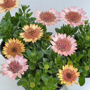 草花の苗 オステオスペルマム プリンセス（八重）ガトーショコラ3.5号