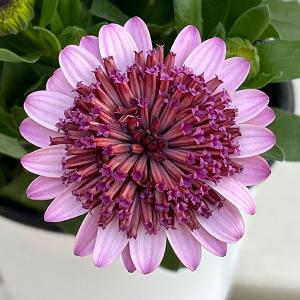 草花の苗 オステオスペルマム プリンセス（八重）ガトーショコラ3.5号