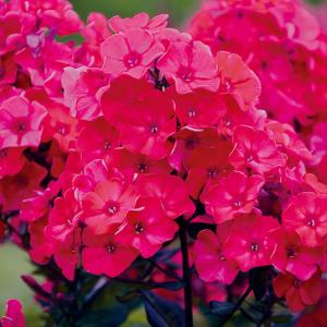 草花の苗 フロックス ユニークレッド3-3.5号ポット