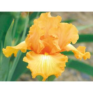 ジャーマンアイリス 株分け苗 芳香種セット 5種5株 / ジャーマン