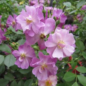 木曜日まで！値下げ！濃グリーンリップ♪2本植え⭐クリスマスローズ、大苗、開花株 楽天市場】クリスマスローズ ダブル 開花株 グリーンリップ 5号 現品