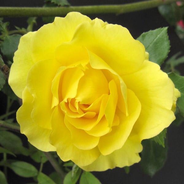 バラの苗 つるバラ ゴールドバニー新苗 送料無料