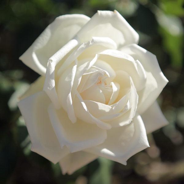 バラの苗/つるバラ：新雪（しんせつ）新苗 送料無料