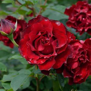 カメオ（大苗） 7号鉢植え バラ苗 四季咲き 奇跡のバラ : 大神ファーム
