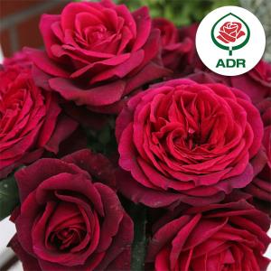 珍しいバラ苗の品種 花の苗 の商品一覧 苗 花 ガーデニング 通販 Yahoo ショッピング