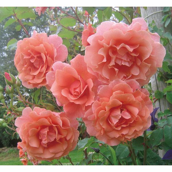 バラの苗/つるバラ：サンセット・グロウ新苗ポット植え 送料無料