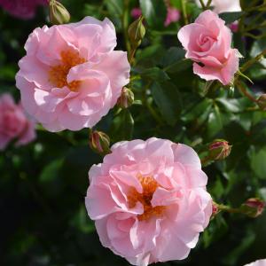 ロサオリエンの商品一覧 通販 Yahoo ショッピング